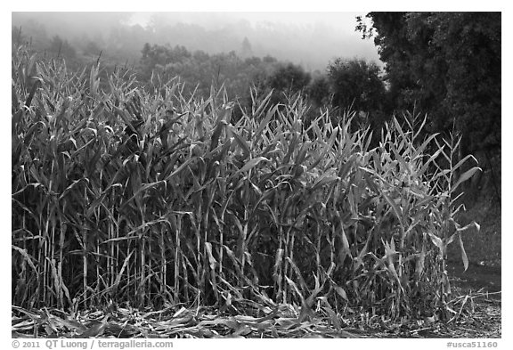 Corn crops. Half Moon Bay, California, USA