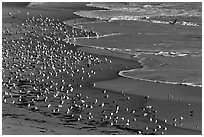 Seabirds, Waddell Beach. California, USA ( black and white)