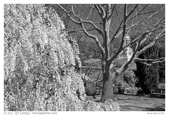 Tree blossoms in Filoli garden. Woodside,  California, USA (black and white)