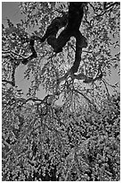 Newly leafed branches, Filoli estate. Woodside,  California, USA ( black and white)