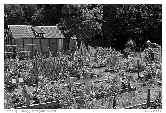 Vegetable Garden, Rancho San Antonio Open Space, Los Altos. California, USA (black and white)