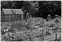 Vegetable Garden, Rancho San Antonio Open Space, Los Altos. California, USA ( black and white)