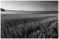 Grasses by San Pablo Bay, China Camp State Park. San Pablo Bay, California, USA ( black and white)