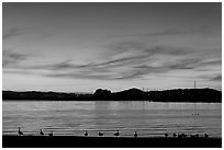 Ducks at sunset, Robert W Crown Memorial State Beach. Alameda, California, USA ( black and white)