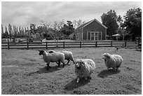 Sheep, Ardenwood historic farm regional preserve, Fremont. California, USA (black and white)