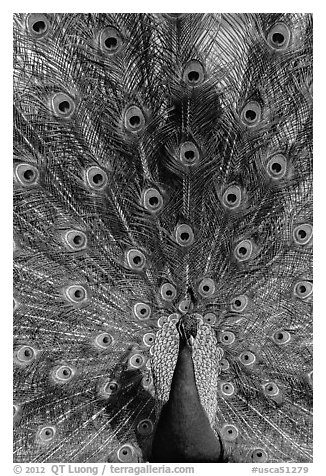 Peafowl fanning its tail, Ardenwood farm, Fremont. California, USA (black and white)