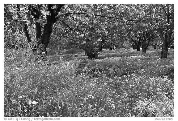 Fruit trees in bloom, Sunnyvale. California, USA (black and white)