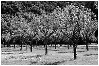 Orchard in spring, John Muir National Historic Site. Martinez, California, USA (black and white)