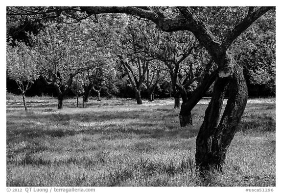 John Muir family farm orchard, John Muir National Historic Site. Martinez, California, USA