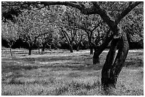 John Muir family farm orchard, John Muir National Historic Site. Martinez, California, USA ( black and white)