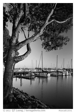 Municipal marina, Vallejo. San Pablo Bay, California, USA (black and white)