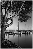 Municipal marina, Vallejo. San Pablo Bay, California, USA ( black and white)