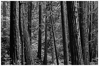 Redwood forest on hillside. Muir Woods National Monument, California, USA ( black and white)