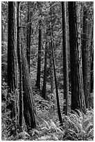 Redwood trees on hillside. Muir Woods National Monument, California, USA ( black and white)