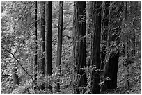 Grove of redwood trees. Muir Woods National Monument, California, USA ( black and white)