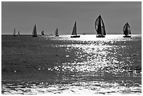 Sailboats and glimmer. Santa Cruz, California, USA ( black and white)