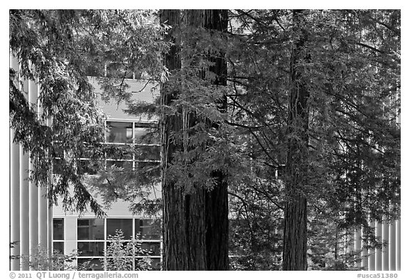 Redwood trees and campus buidling, University of California. Santa Cruz, California, USA (black and white)