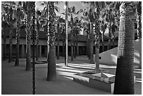 Palm Courtyard, Schwab Residential Center. Stanford University, California, USA ( black and white)