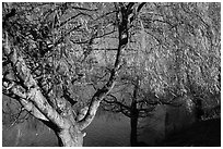 Pond and willows in autumn, Ed Levin County Park. California, USA ( black and white)