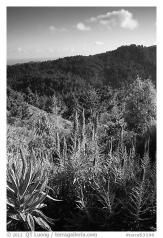 Pride of Madeira (Echium candicans) above valley and redwood forest. Muir Woods National Monument, California, USA (black and white)