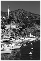 Yachts, Avalon harbor, Catalina Island. California, USA (black and white)