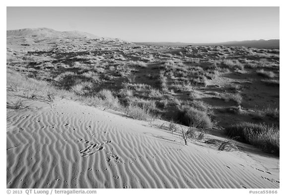 Sand ripples on Kelso Dunes, early morning. Mojave National Preserve, California, USA (black and white)