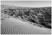 Sand ripples on Kelso Dunes, early morning. Mojave National Preserve, California, USA (black and white)