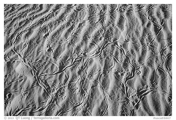 Ripples and animal tracks on dunes. Mojave National Preserve, California, USA