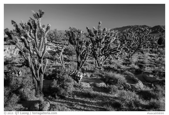Joshua trees in bloom. Mojave National Preserve, California, USA