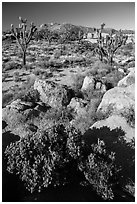 Rocks, Joshua Trees, and Teutonia Peak. Mojave National Preserve, California, USA (black and white)