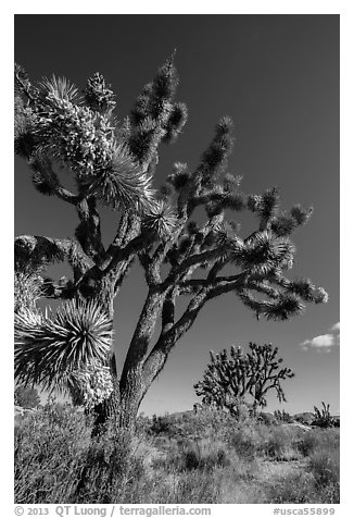 Blooming Joshua Trees. Mojave National Preserve, California, USA