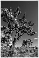 Blooming Joshua Trees. Mojave National Preserve, California, USA ( black and white)