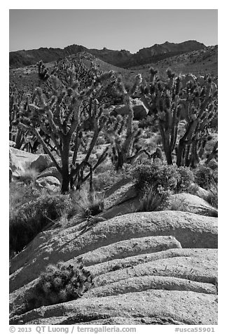 Cactus in bloom, Joshua Trees, and desert mountains. Mojave National Preserve, California, USA (black and white)