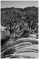 Cactus in bloom, Joshua Trees, and desert mountains. Mojave National Preserve, California, USA (black and white)