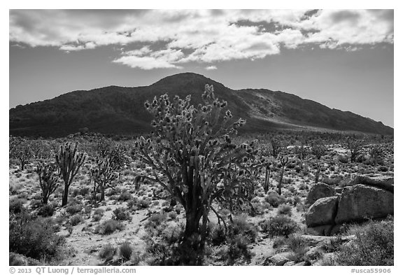 Joshua trees, Cima Dome. Mojave National Preserve, California, USA (black and white)