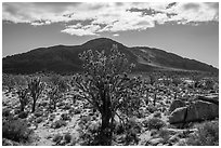 Joshua trees, Cima Dome. Mojave National Preserve, California, USA ( black and white)