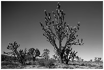 Tall, multi-branced Joshua trees in bloom. Mojave National Preserve, California, USA (black and white)