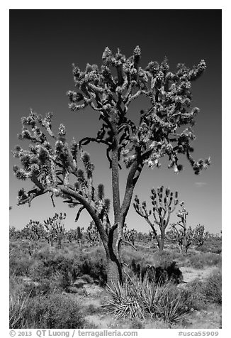 Joshua trees (Yucca brevifolia). Mojave National Preserve, California, USA (black and white)