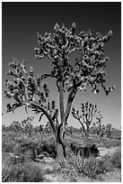 Joshua trees (Yucca brevifolia). Mojave National Preserve, California, USA ( black and white)