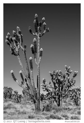 Joshua trees (Yucca brevifolia) with flowers. Mojave National Preserve, California, USA (black and white)