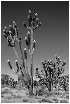 Joshua trees (Yucca brevifolia) with flowers. Mojave National Preserve, California, USA ( black and white)