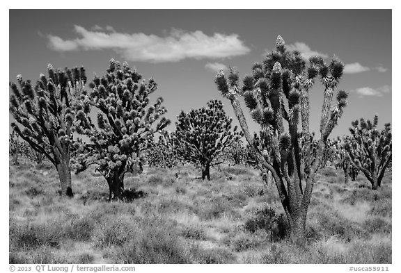 Dense forest of Joshua trees blooming. Mojave National Preserve, California, USA