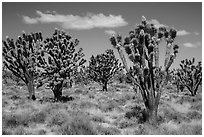 Dense forest of Joshua trees blooming. Mojave National Preserve, California, USA ( black and white)