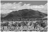 Joshua tree forest and Ivanpah Mountains. Mojave National Preserve, California, USA ( black and white)