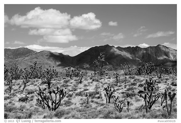 Joshua trees and Ivanpah Mountains. Mojave National Preserve, California, USA