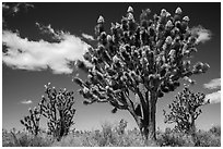 Joshua tree with many branches in bloom. Mojave National Preserve, California, USA ( black and white)