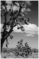 Joshua tree flowering. Mojave National Preserve, California, USA ( black and white)
