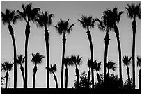 Palm trees at sunset. Los Angeles, California, USA ( black and white)