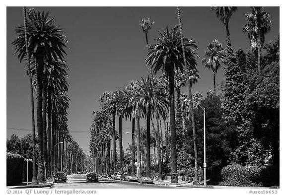 Street lined up with tall palm trees. Beverly Hills, Los Angeles, California, USA (black and white)