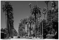 Street lined up with tall palm trees. Beverly Hills, Los Angeles, California, USA ( black and white)